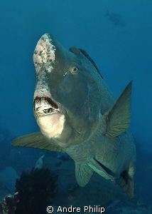 close encounter with a bumphead parrotfish by Andre Philip 